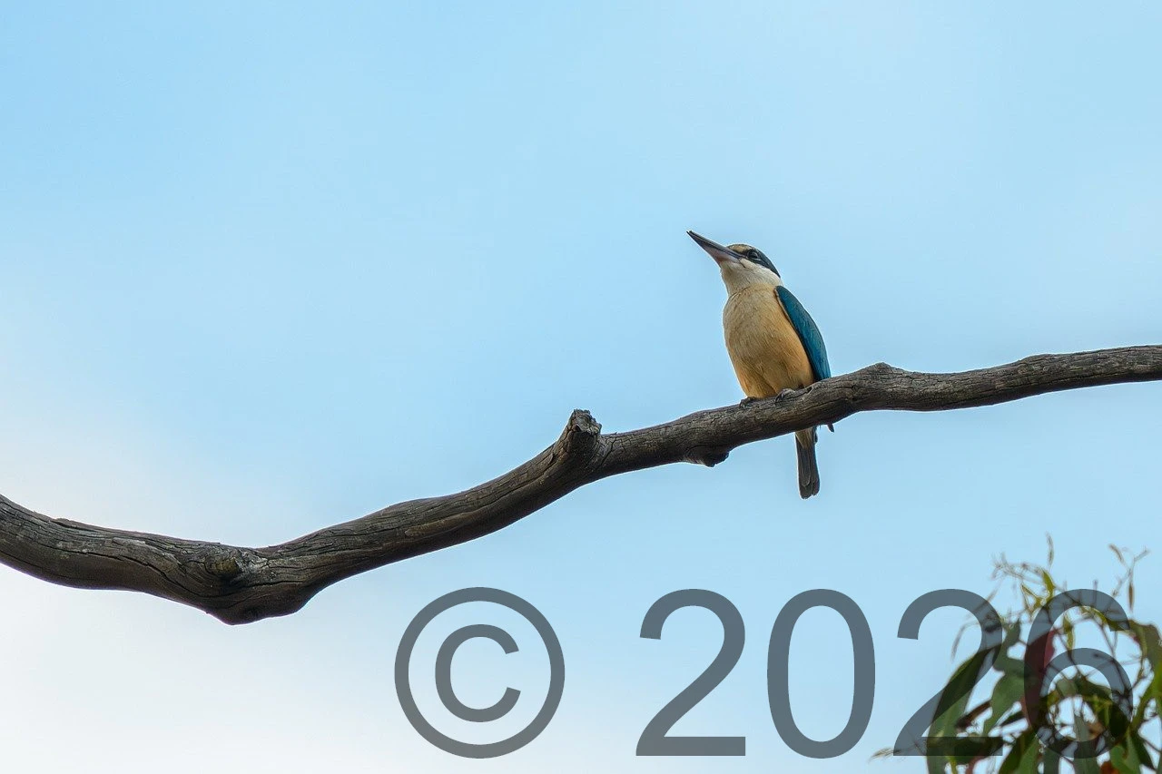 Fotografie ledňáčka s jedním velkým copyright vodoznakem v rohu